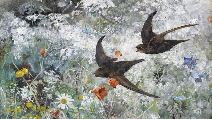 Bruno Liljefors, Common Swifts