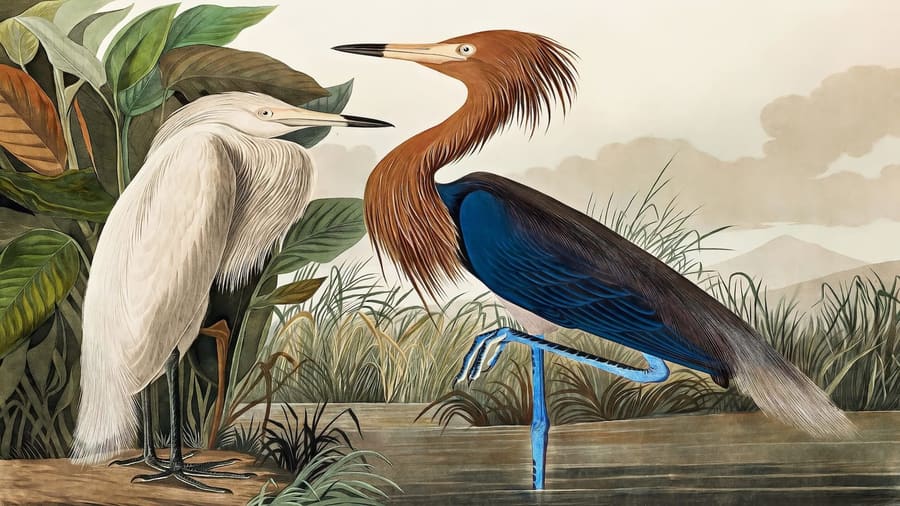 John James Audubon, Purple Heron