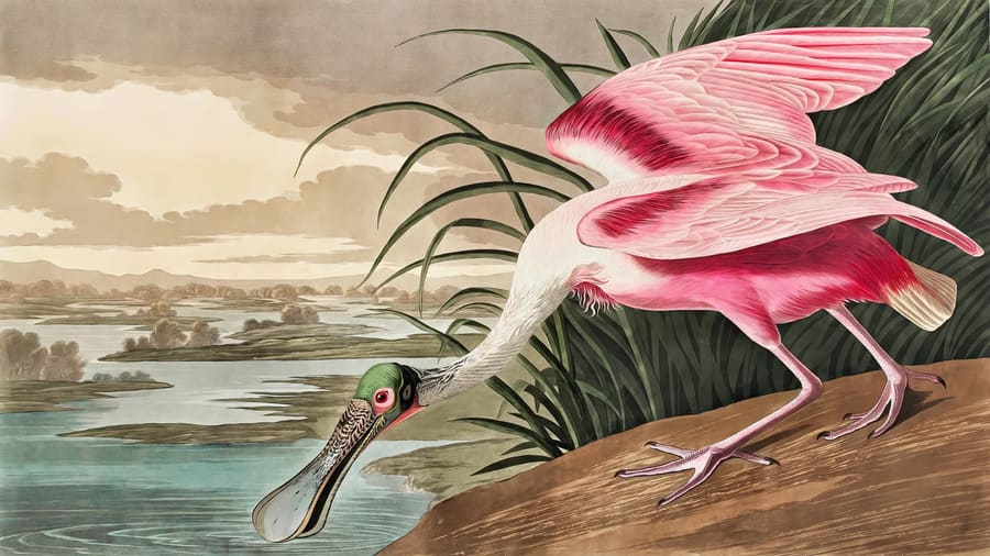 John James Audubon, Roseate Spoonbill