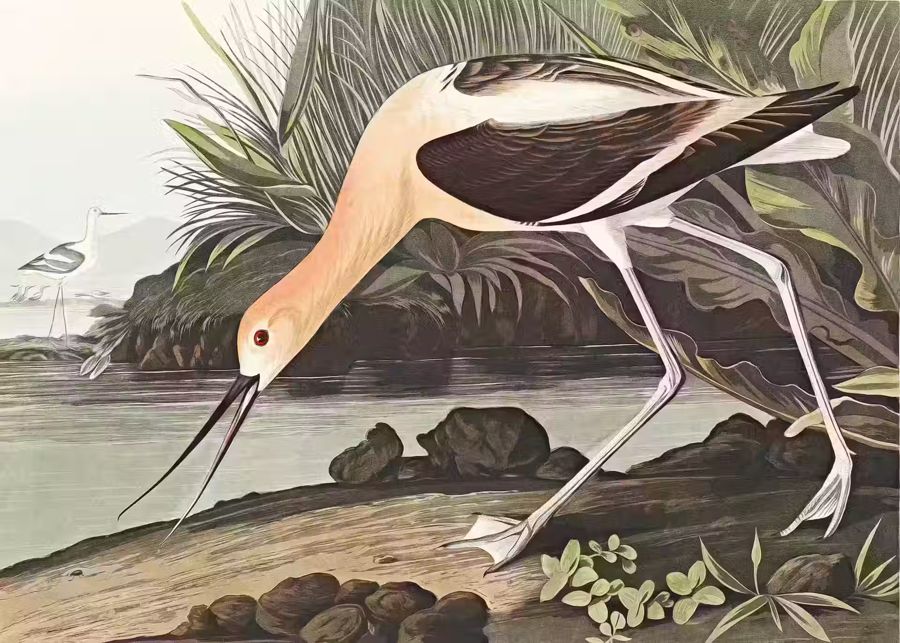, American Avocet Exotic Bird Wildlife