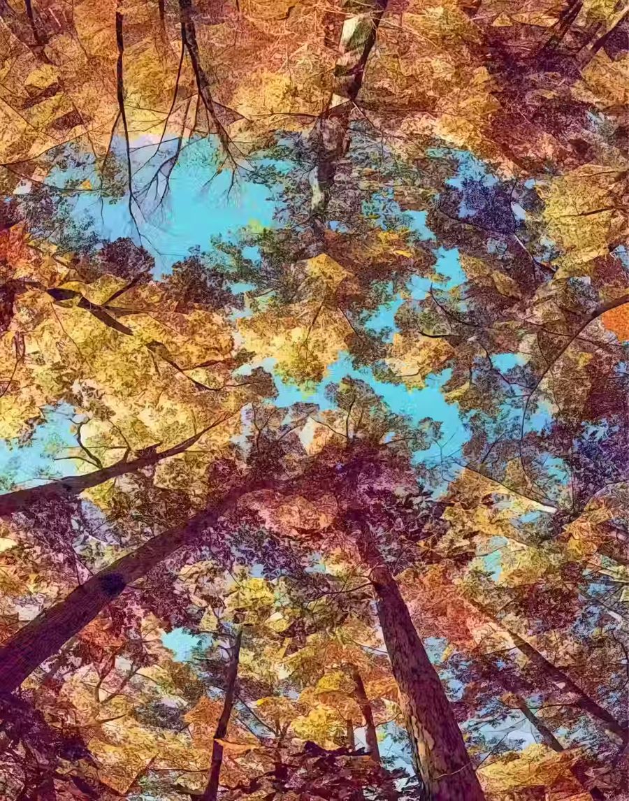 Seasonal, Autumn Forest Canopy Fall Trees
