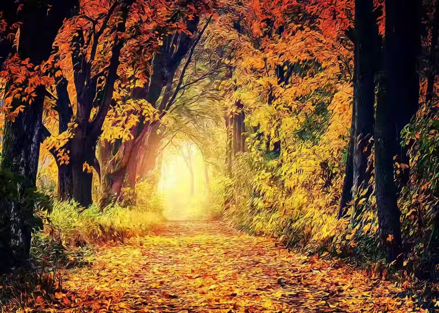 Seasonal, Autumn Forest View Landscape Fall