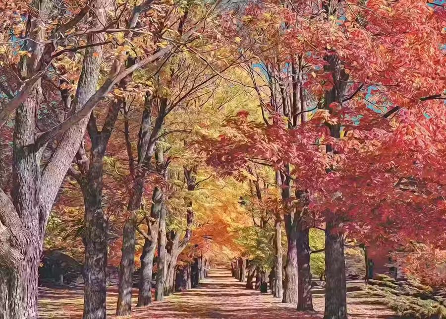 Seasonal, Autumn Landscape Forest Trail Fall