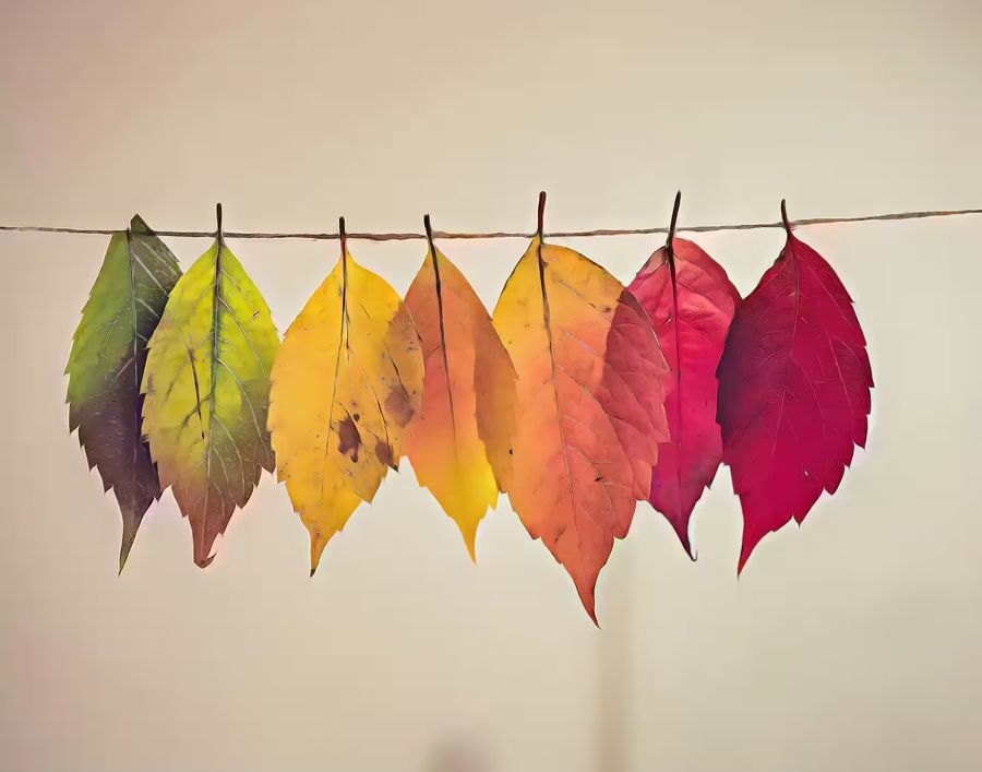 Seasonal, Autumn Leaves Fall Nature Home