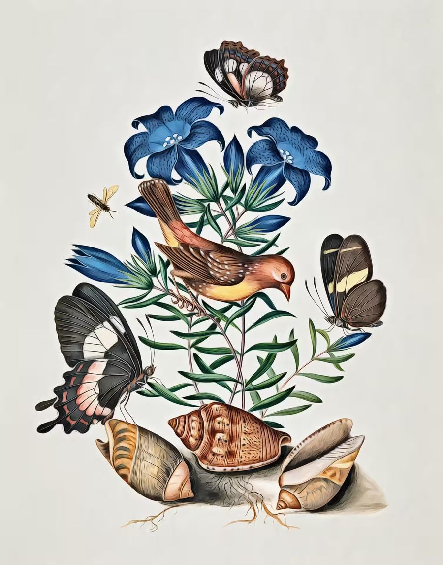 Flowers, Bird Butterfly Flowers Shells Butterfly