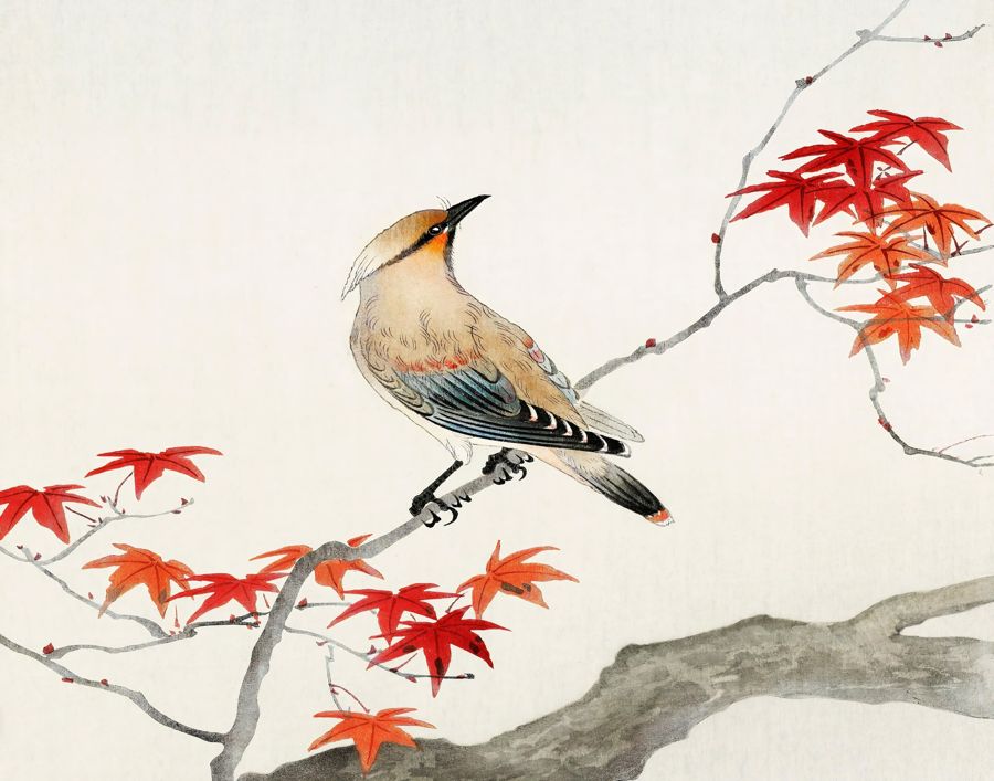 , Bird Maple Tree Japanese