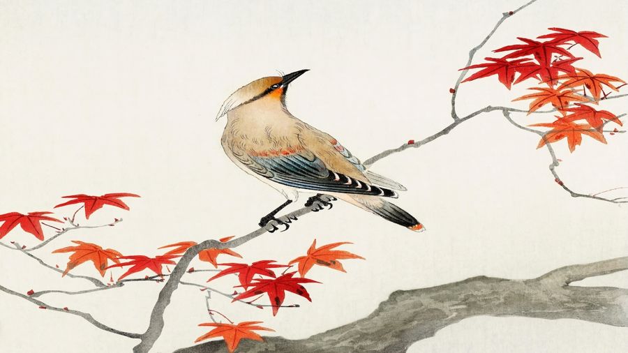 , Bird on Maple Tree