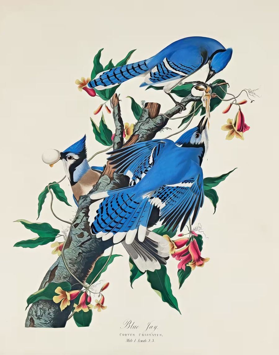 Flowers, Birds Blue Jays Branch Flowers