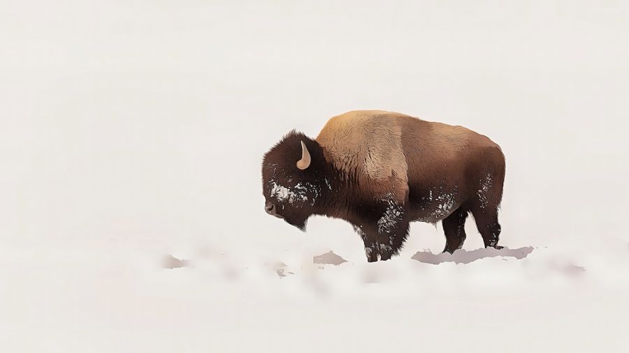 Seasonal, Bison in Snow