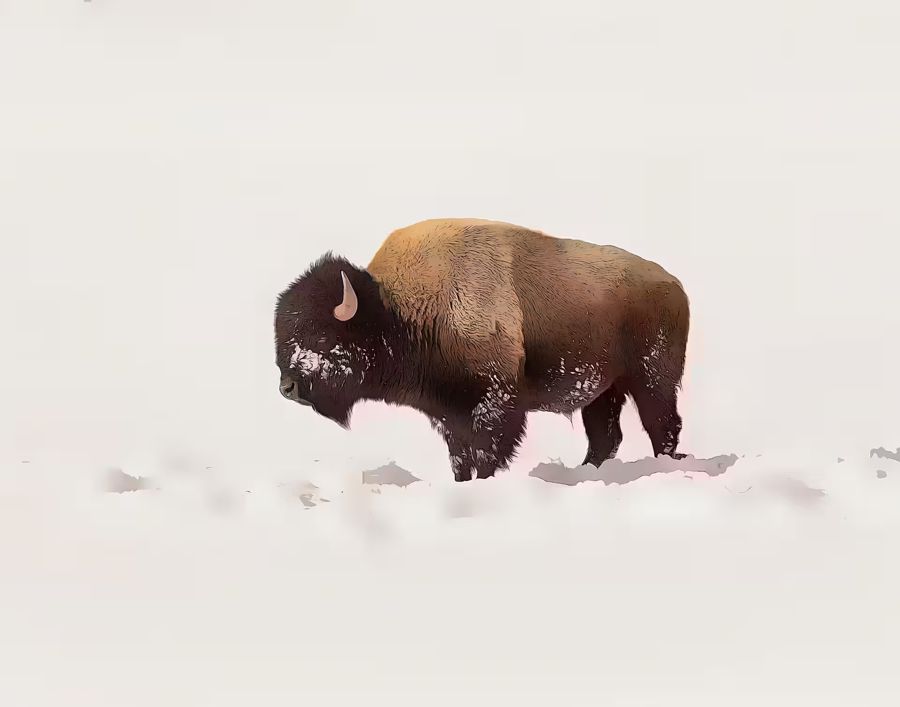 Seasonal, Bison Snow Buffalo Winter Animal