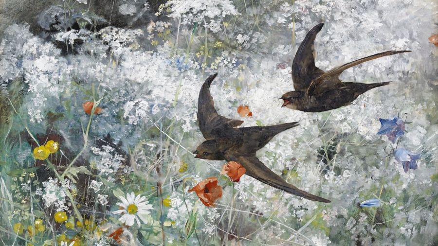 Bruno Liljefors, Common Swifts