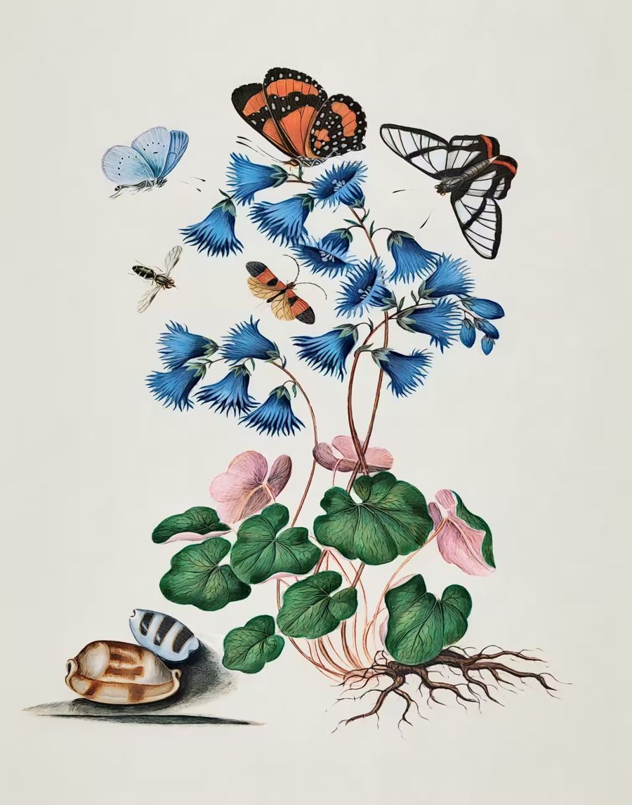 Flowers, Butterfly Flowers Shells Butterfly