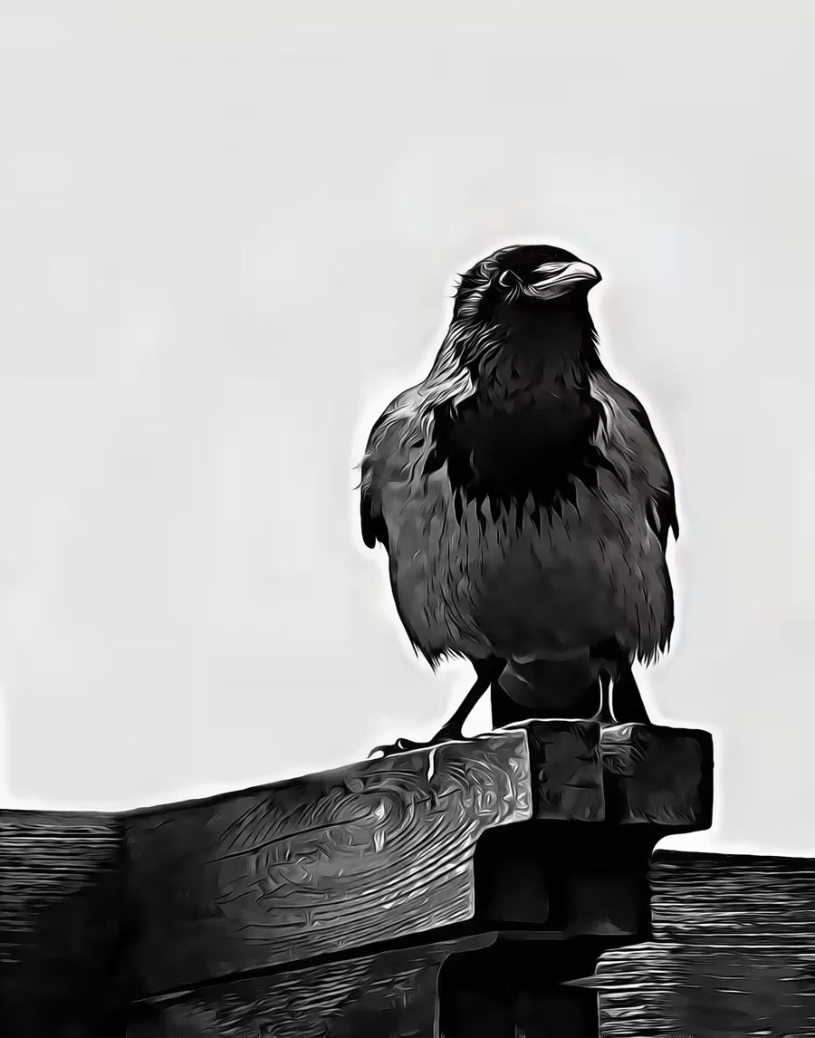 , Crow Raven Decor Black