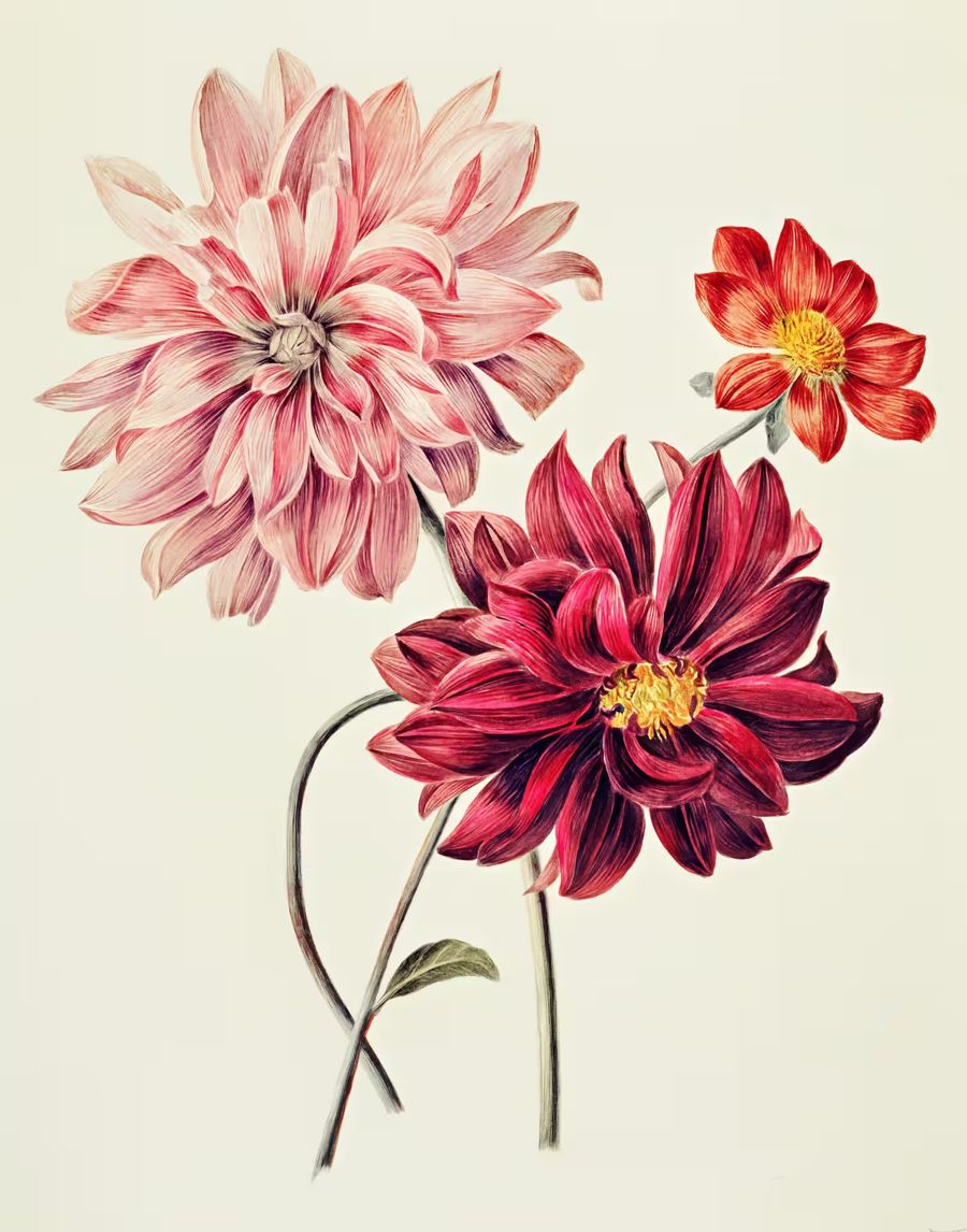 Flowers, Dahlia Pink Red Dahlias Floral