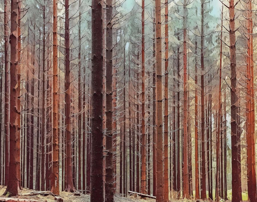 Forests, Dense Forest Trees Landscape Nature