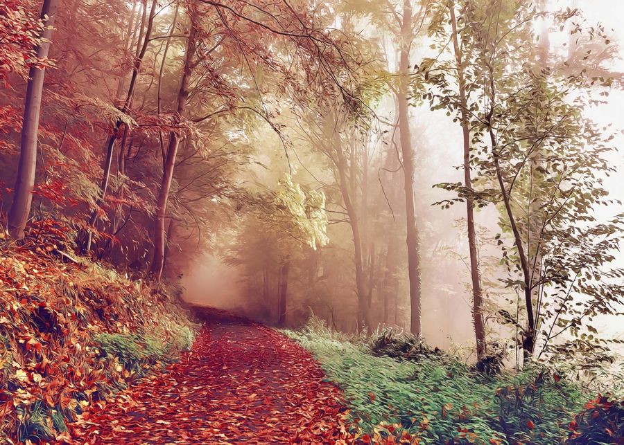 Seasonal, Fall Landscape Foggy Forest Trail
