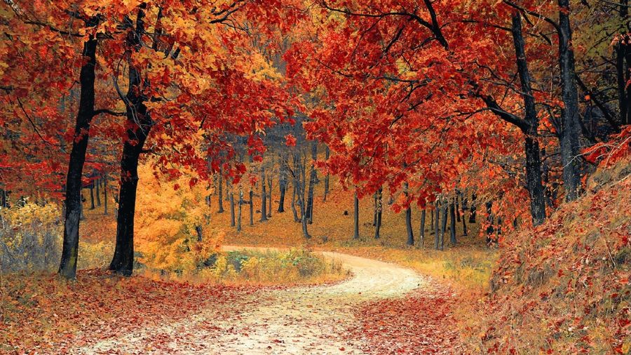 Seasonal, Fall Trail