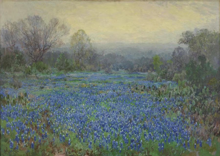 Countryside, Field Bluebonnets Spring Meadow