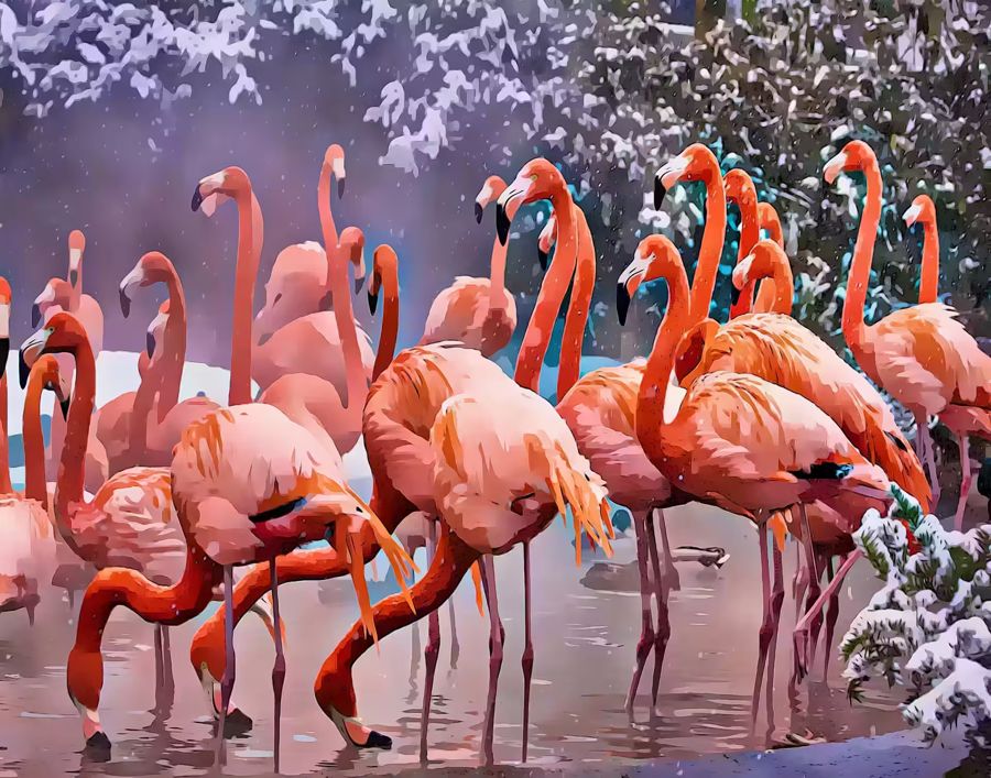 Seasonal, Flamingo Winter Birds Photography