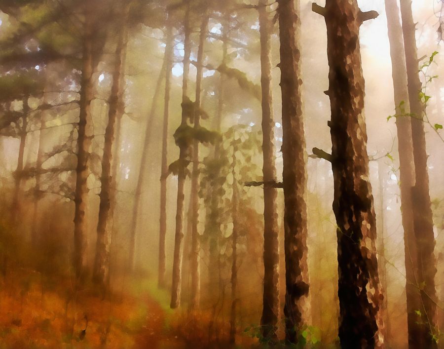 Forests, Fog Forest Landscape Abstract Home