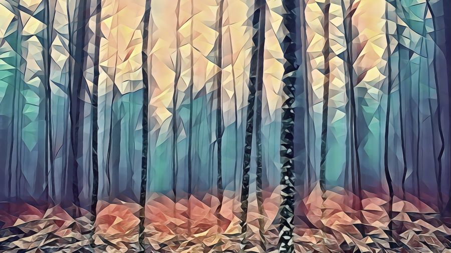 Forests, Fog in Forest