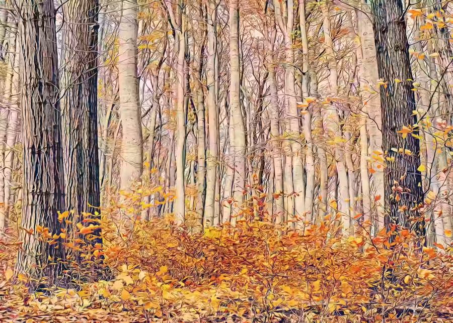 Seasonal, Forest Autumn Fall Landscape Home