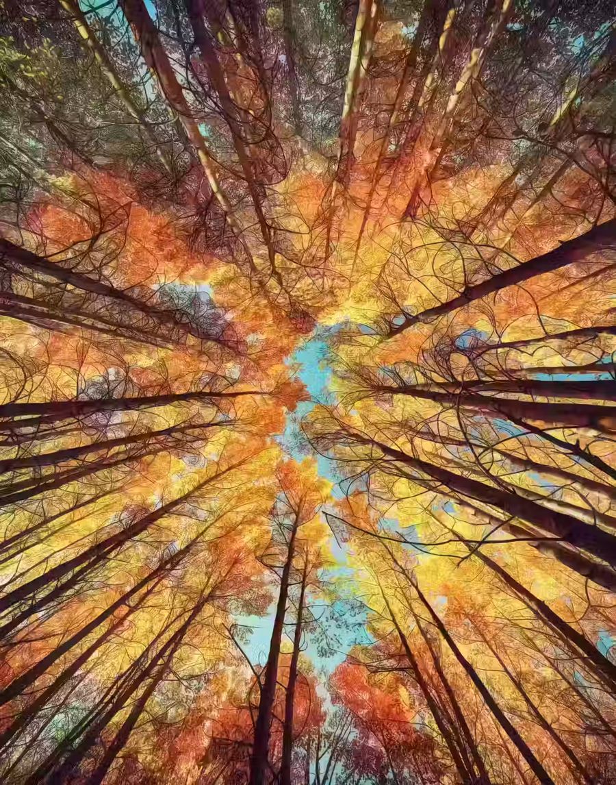 Seasonal, Forest Canopy Fall Autumn Trees
