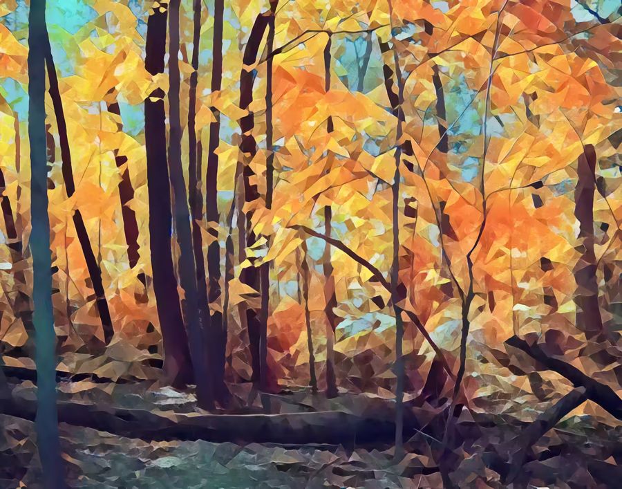 Seasonal, Forest Fall Autumn Trees Landscape