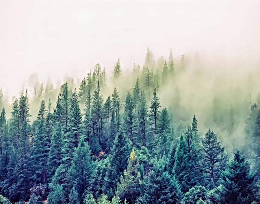 Forests, Forest Morning Mist Landscape Home