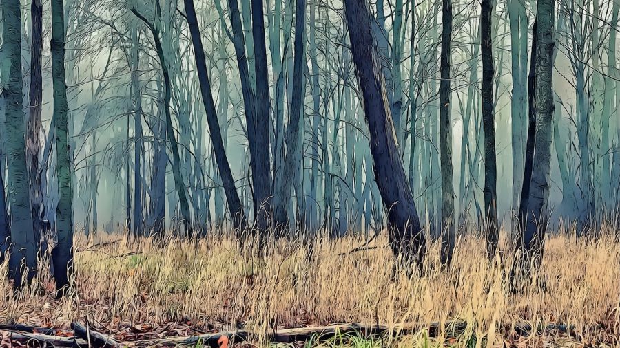 Forests, Forest Trees Landscape