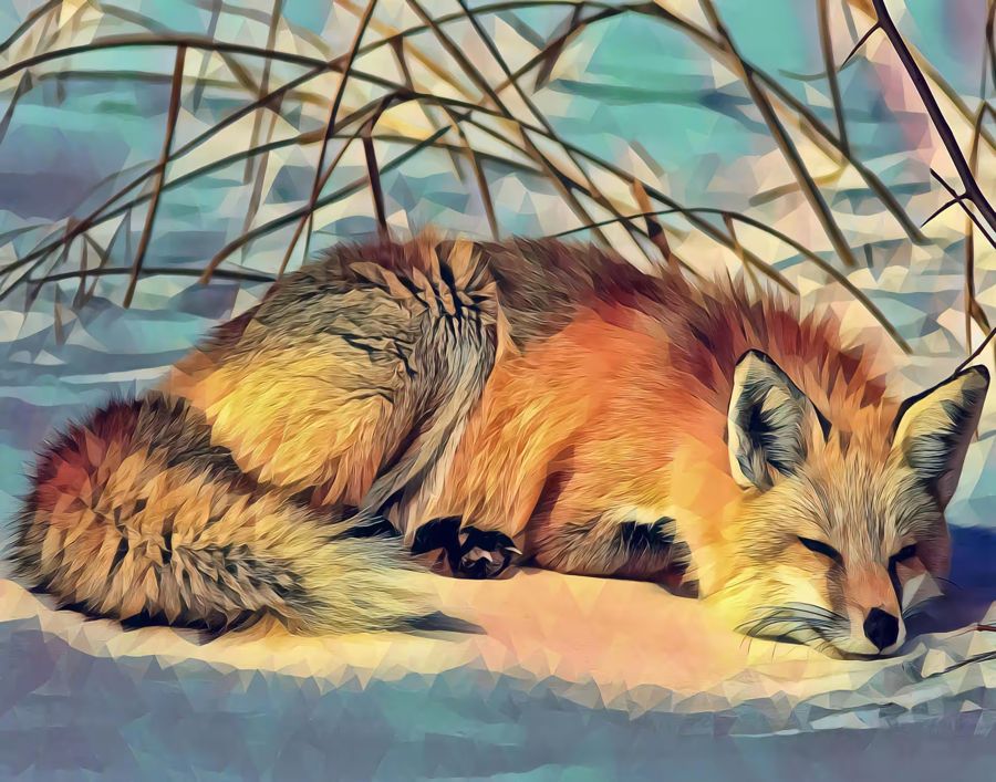 Seasonal, Fox Lying Snow Fox Nature