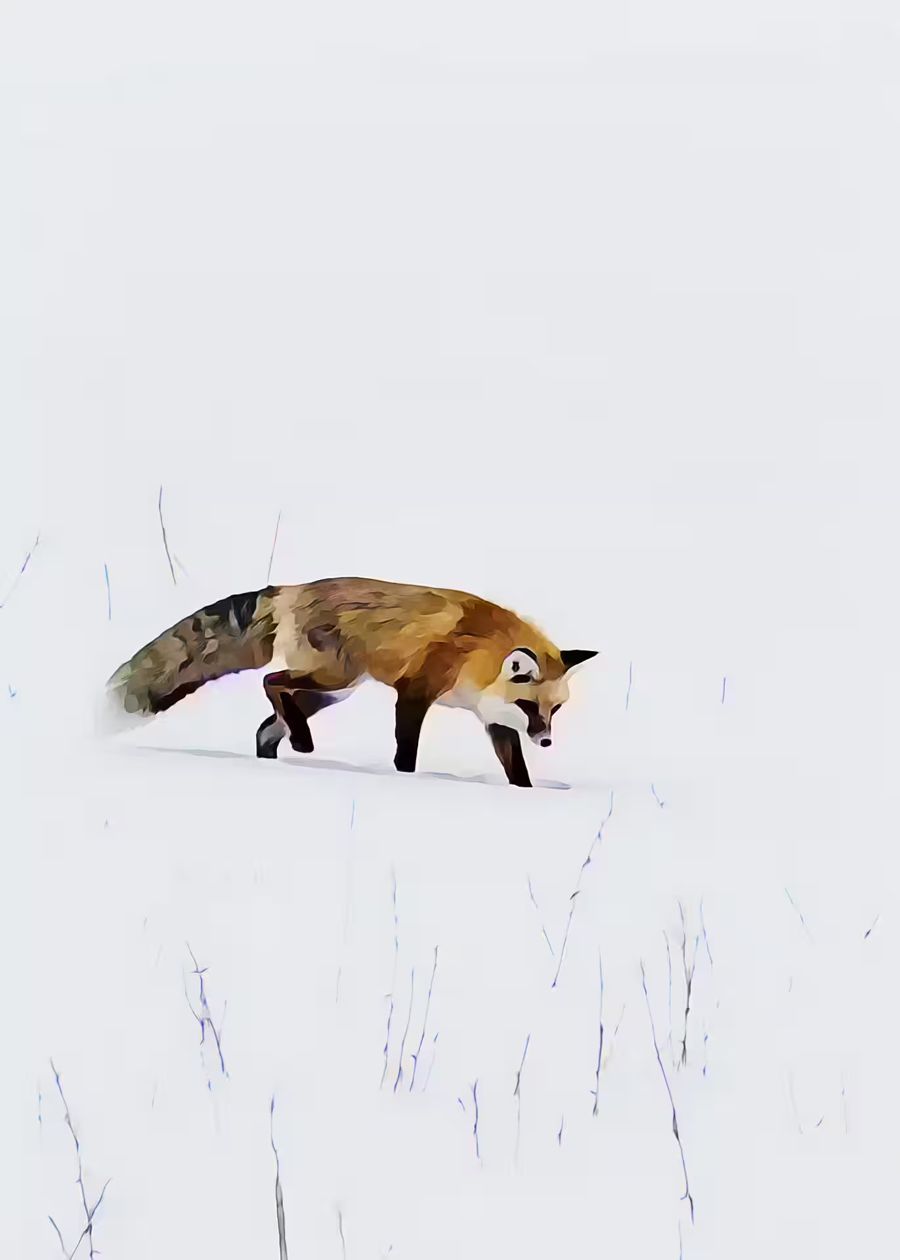 Seasonal, Fox Snow Animal Fox Minimalist