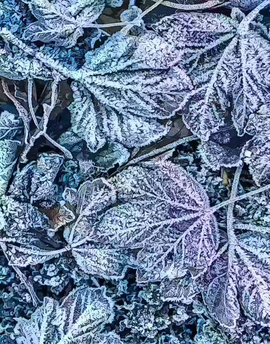 Seasonal, Frosty Morning Leaves Winter