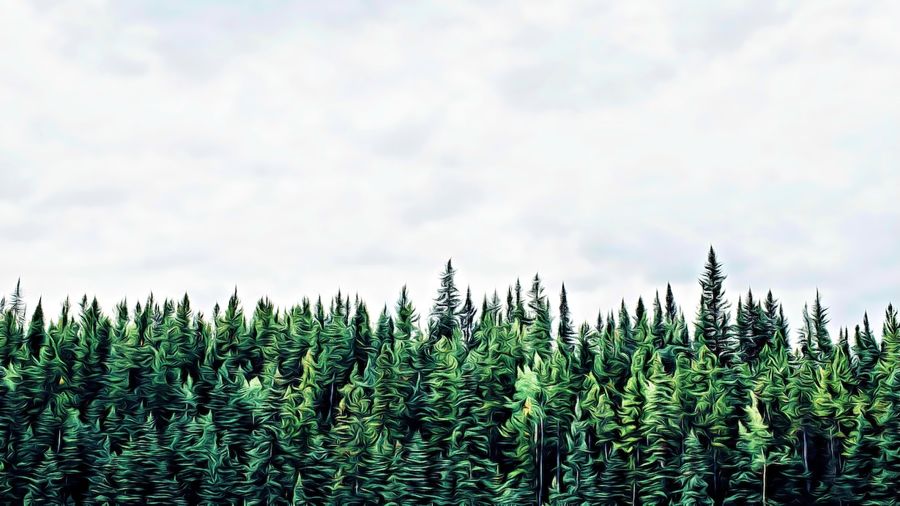 Forests, Green Forest
