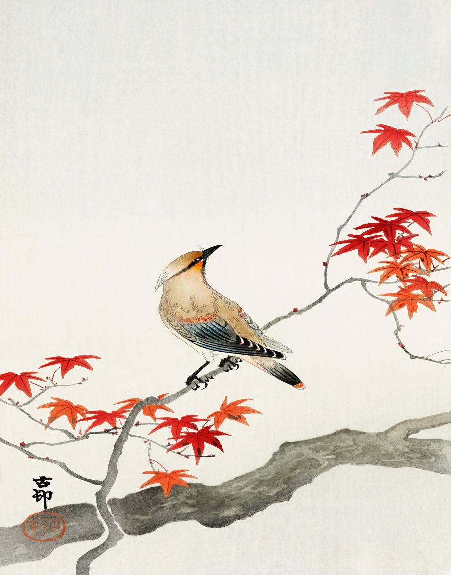 , Japanese Bird Maple Tree Japanese