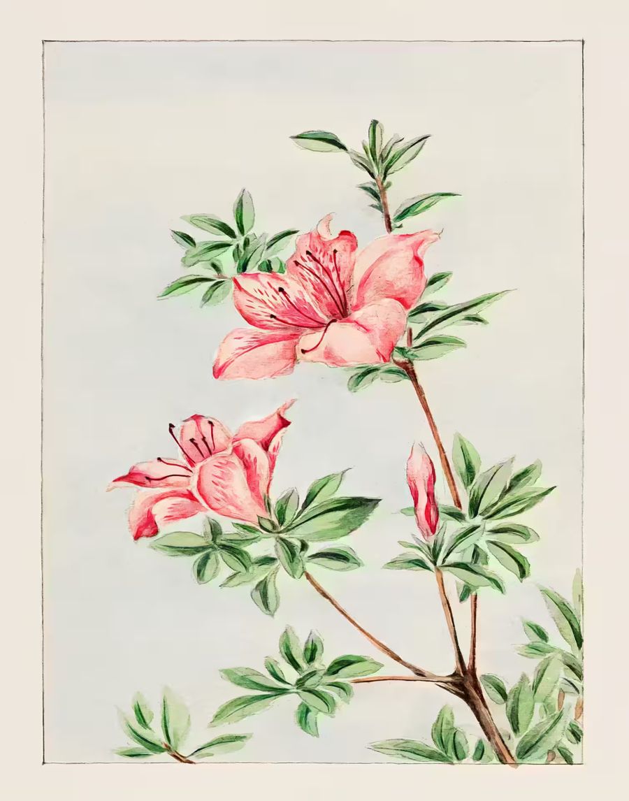 Flowers, Japanese Flower Azalea Antique Japanese