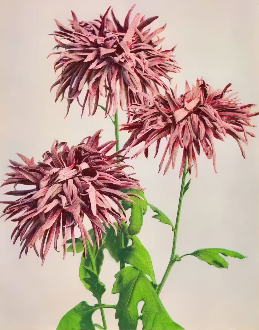 Flowers, Japanese Flower Chrysanthemum Antique