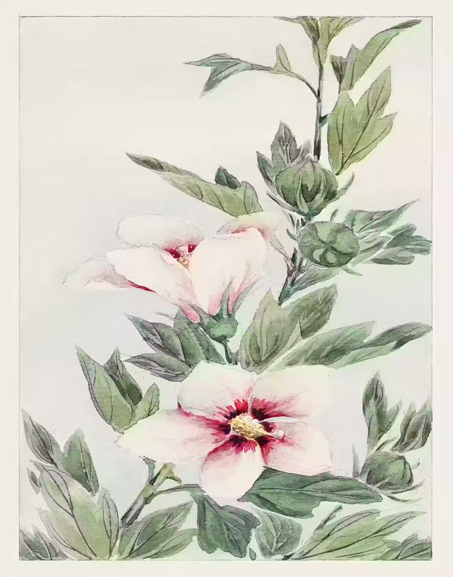 Flowers, Japanese Flower Hibiscus Antique