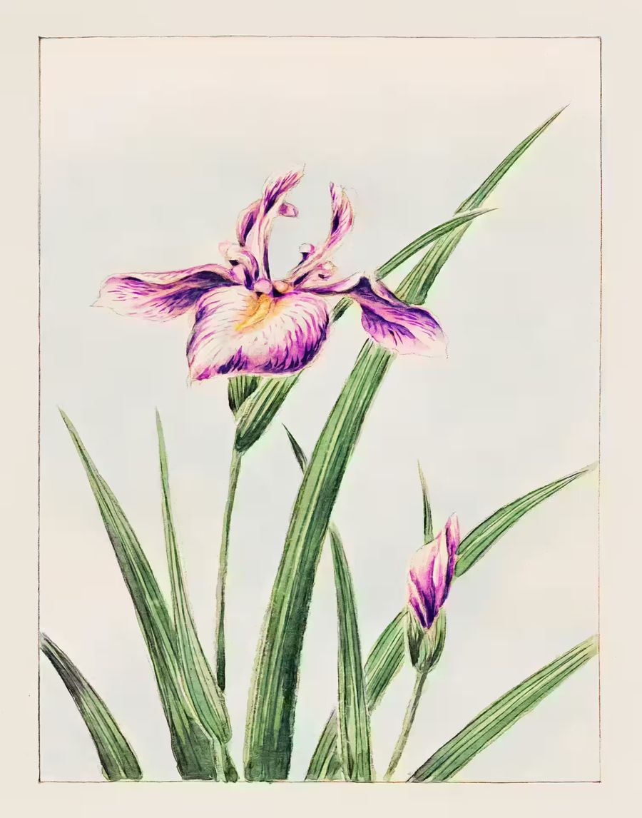 Flowers, Japanese Flower Orchid Antique Japanese