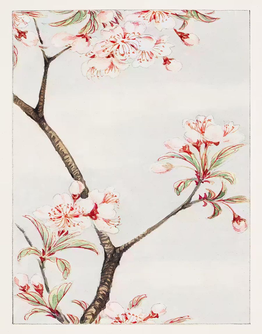 Flowers, Japanese Flower Sakura Cherry