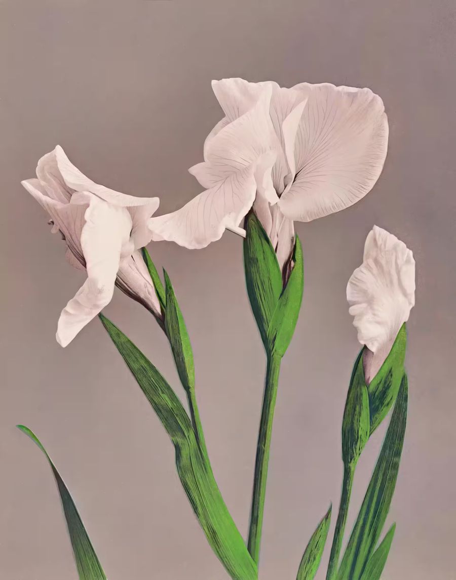 Flowers, Japanese Flower White Irises Antique