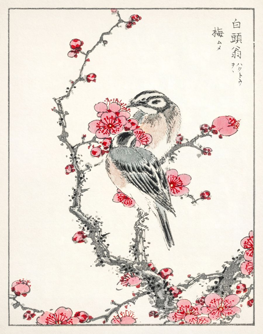 , Japanese Pine Bunting Plum Tree