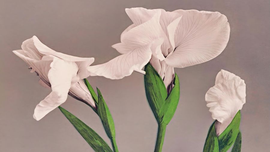 Flowers, Japanese White Irises