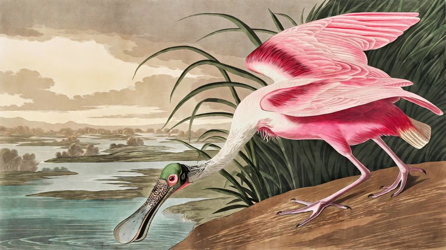 John James Audubon, Roseate Spoonbill