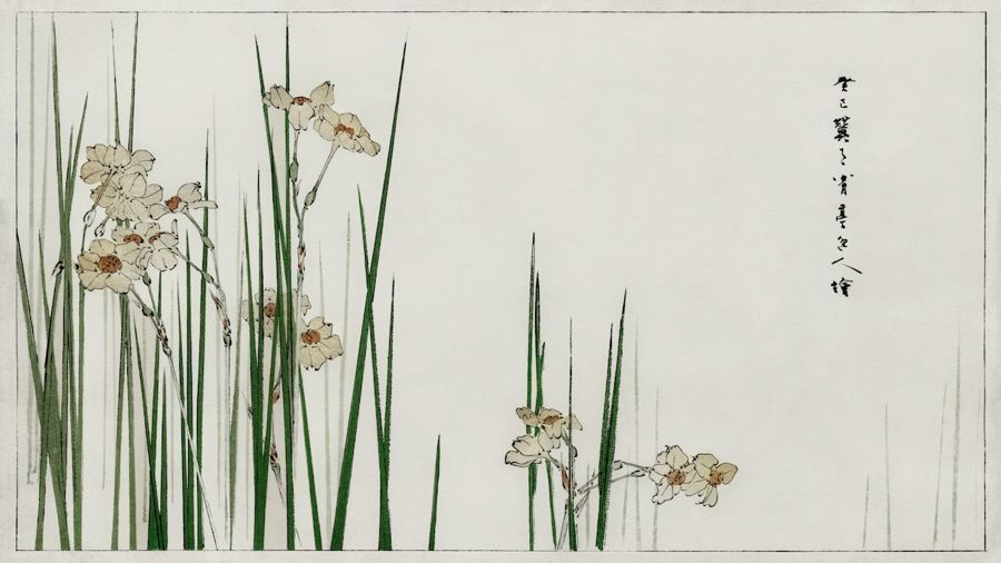 Flowers, Jonquil Flowers