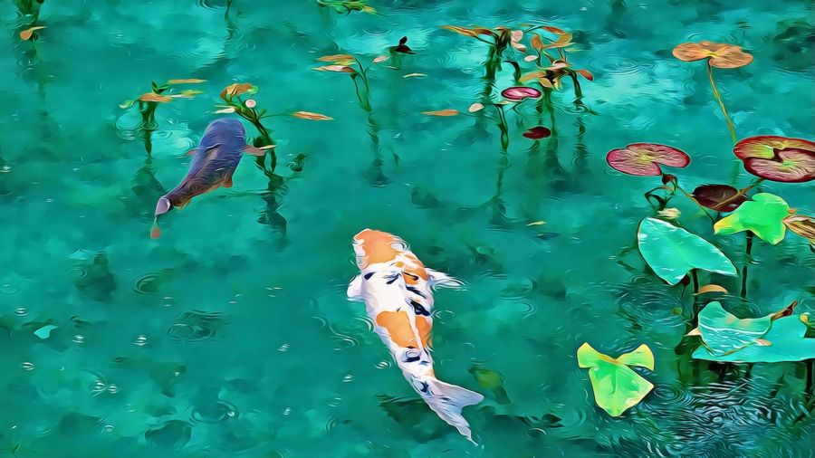 , Koi in Pond