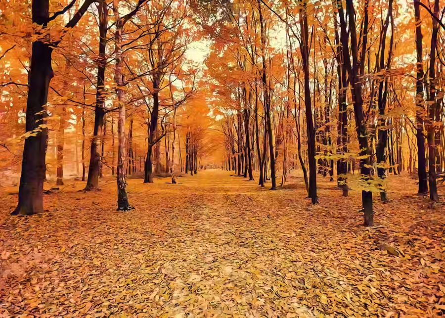 EcoArtLab, Landscape Forest Trail Autumn Fall