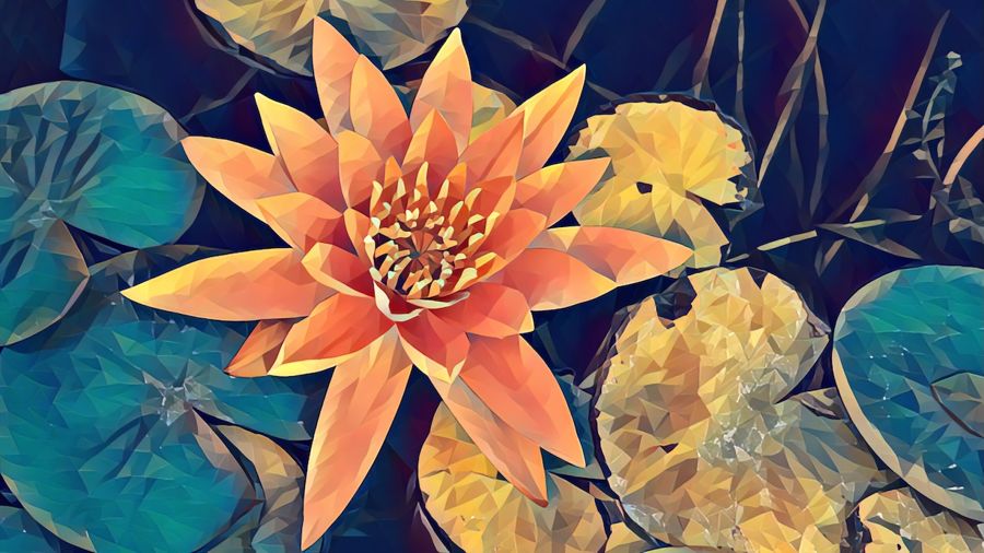 Flowers, Lotus Flower
