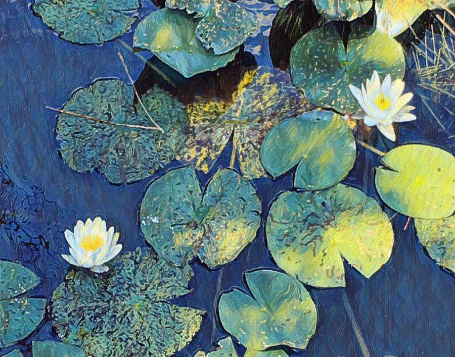 Flowers, Lotus Flower