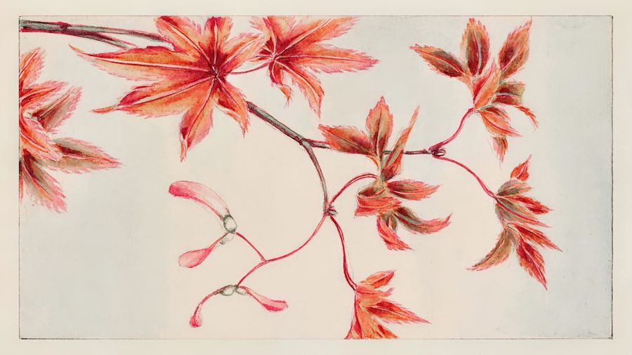 , Maple Tree Branch
